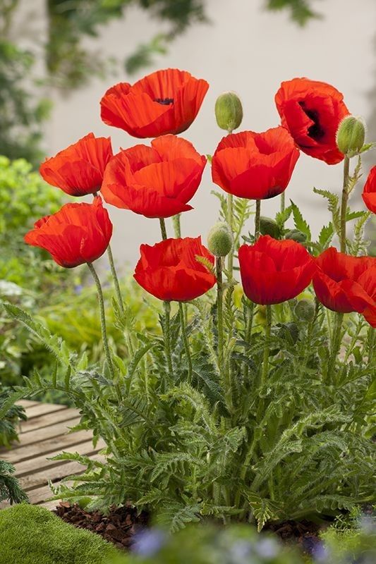 PAPAVER orientale  Hybrida nana Allegro - мак ориенталски джудже (1485)